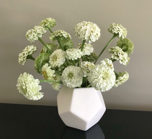 Zinnia White Dwarf 